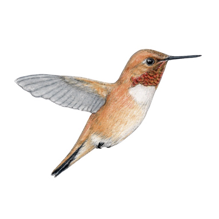 Rufous Hummingbird in New York