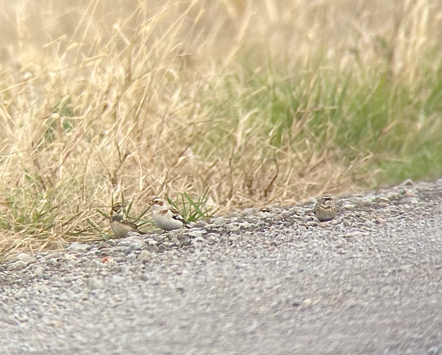 Larks, Buntings and Longspur, oh my!