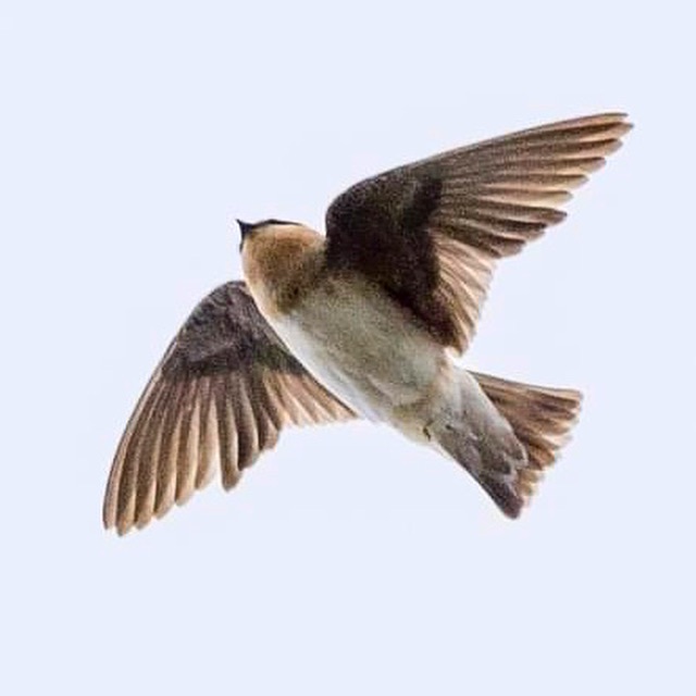 Cave Swallows in New York